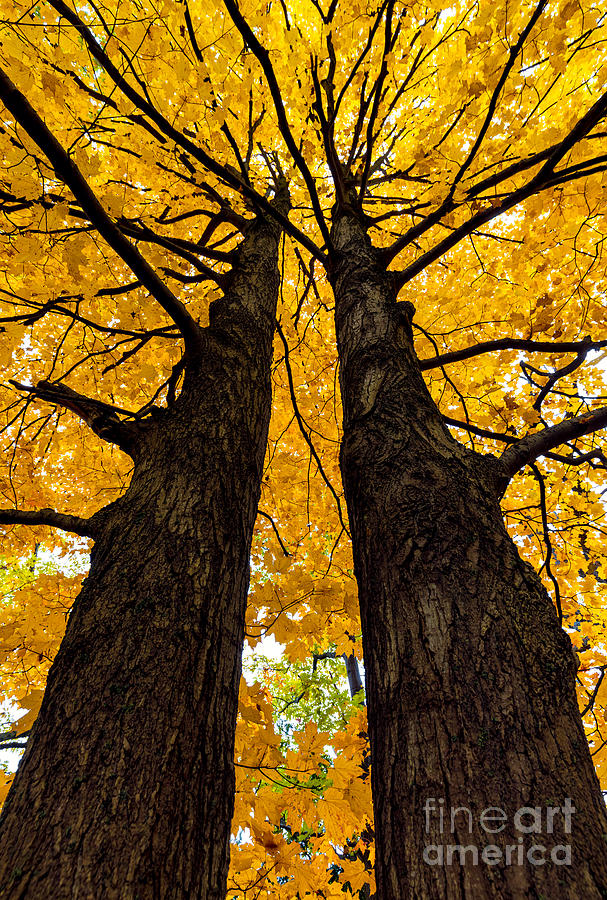 Twin Golden Maples by Alma Danison Twin Golden Maples by Alma Danison