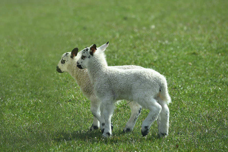 Twin Lambs Photograph by Bill Cannon