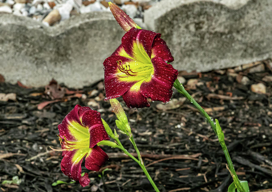 Twin Maroon and Yellow Photograph by Ed Stines