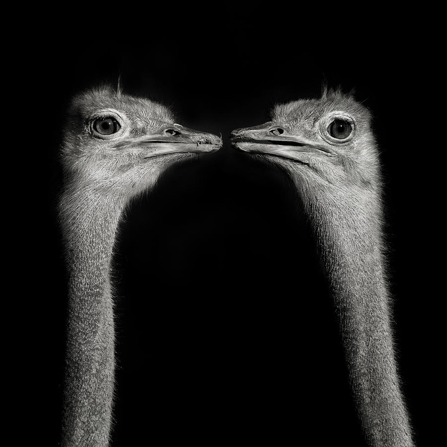 Twin Ostriches Photograph by Mathilde Guillemot
