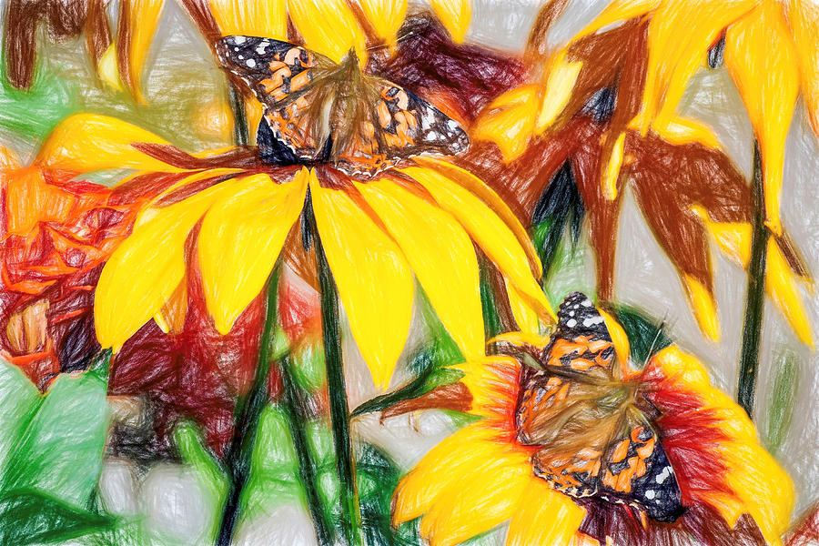 Twin Painted Lady Butterflies Pencil Photograph by Don Northup
