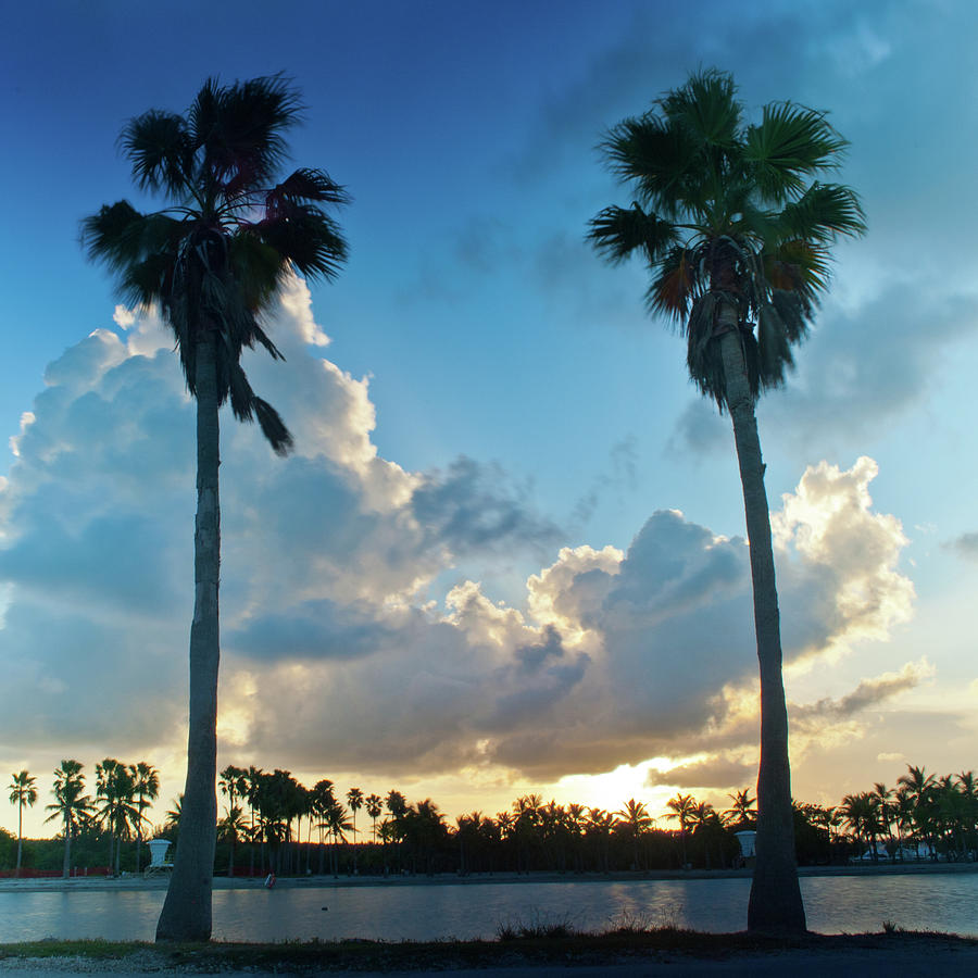 Twin palms at sunset Photograph by Edgar Estrada