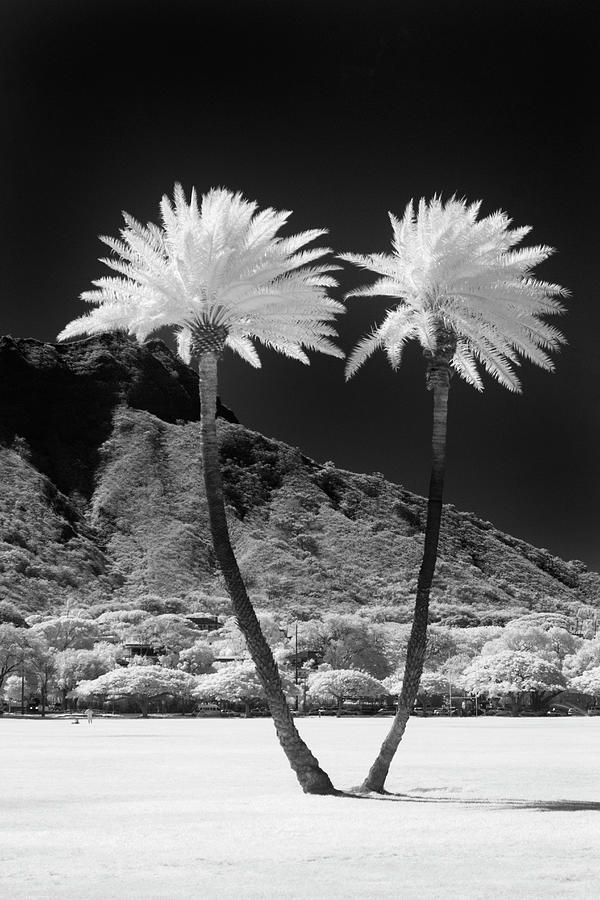 Twin Palms Photograph by Sean Davey