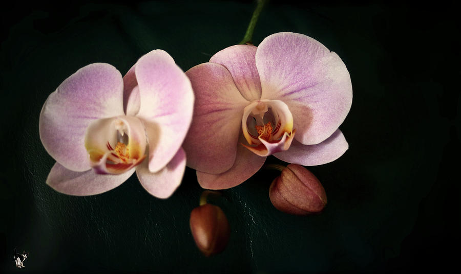 Twin Phaleonopsis Orchids Photograph by Joyce Dickens