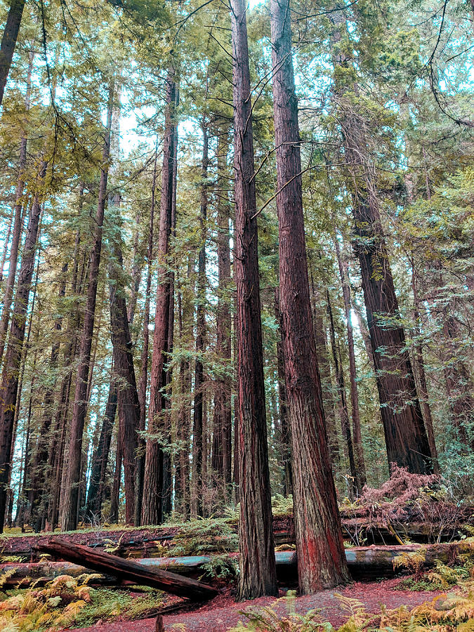 Tree Photograph - Twin Redwoods by Jera Sky