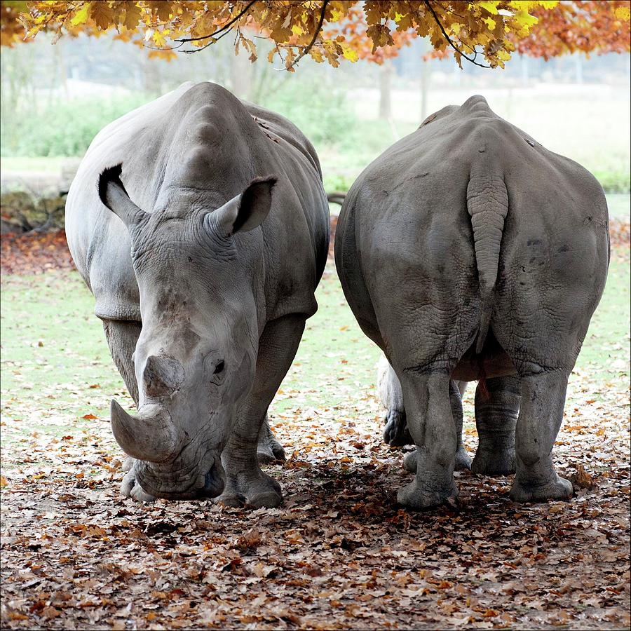 Twin Rhino Photograph by Bronco - J. Heiligensetzer