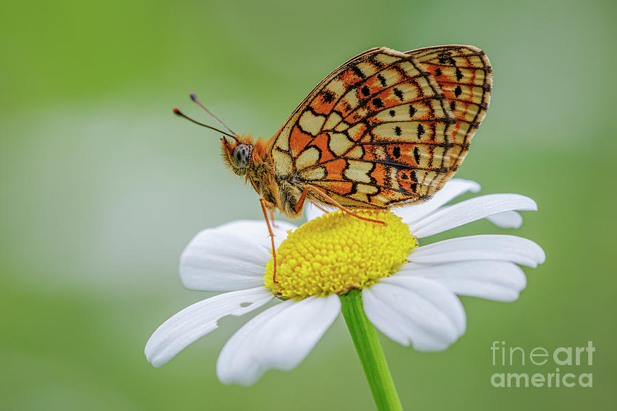 Twin Spot Fritillary by Heath Mcdonald/science Photo Library