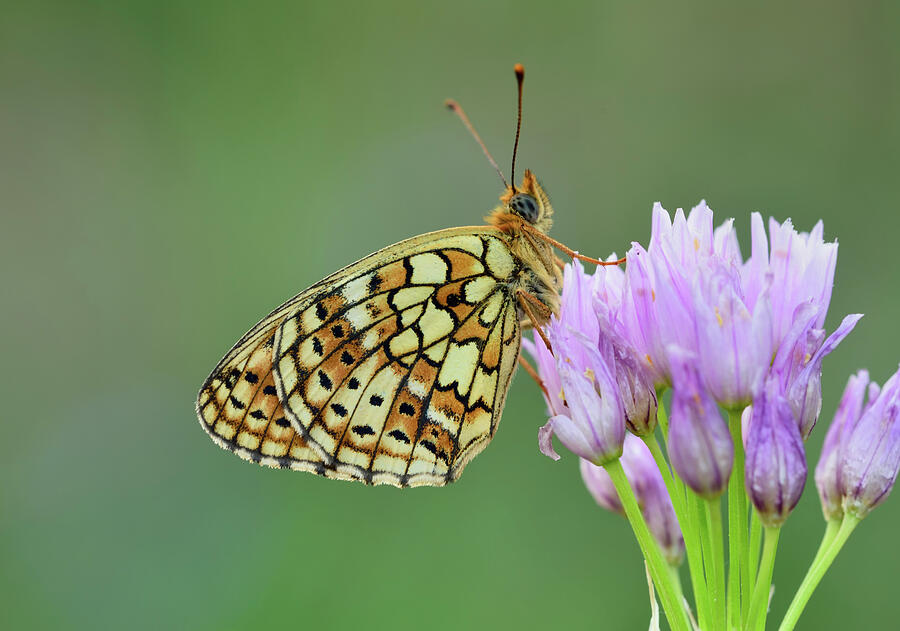 Twin Spot Fritillary Riou De Meaulx, Provence, Southern Photograph by ...