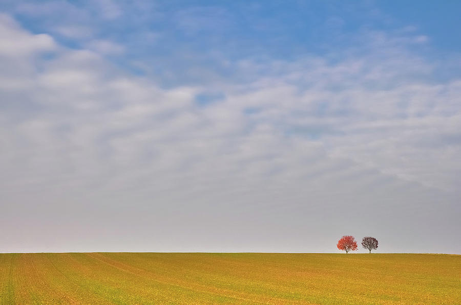 Twin Trees In Field Photograph by Michael Kohaupt