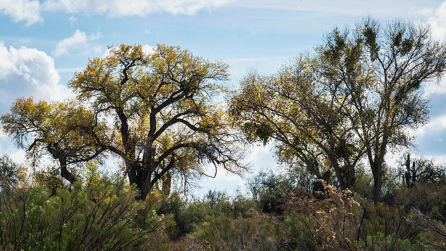 Twin Trees by Juliana Swenson Twin Trees by Juliana Swenson