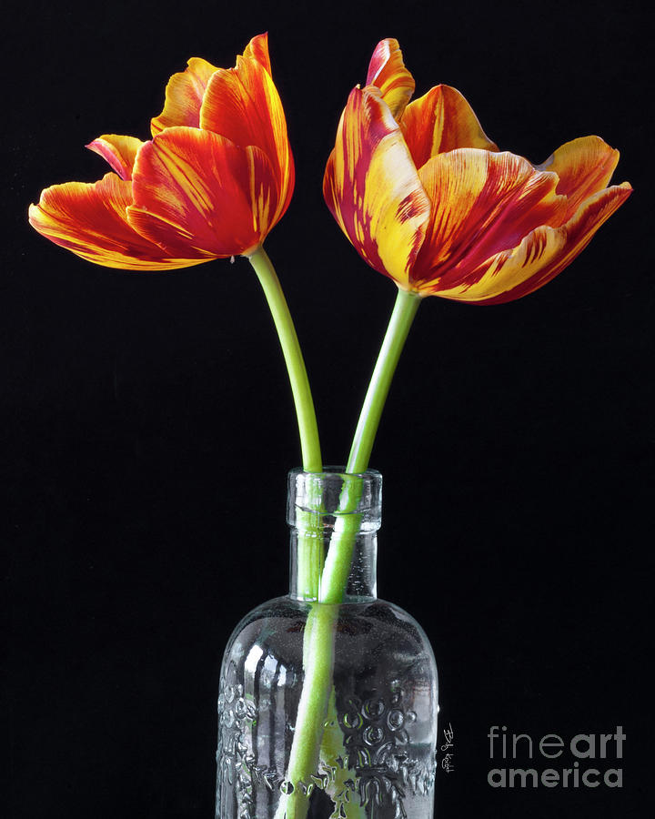 Twin Tulips Photograph by Billy Knight
