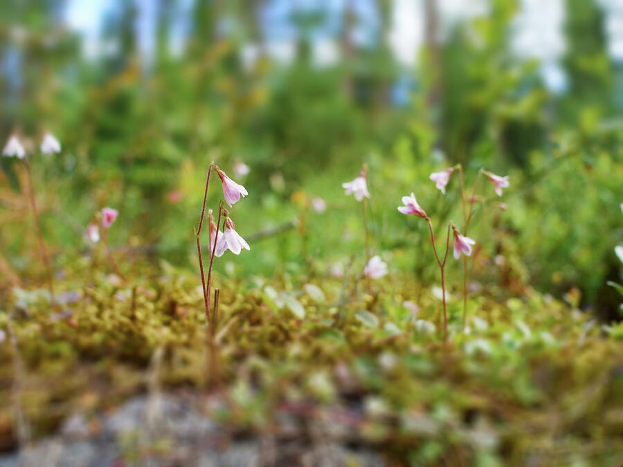 Twinflower forest Photograph by Jouko Lehto