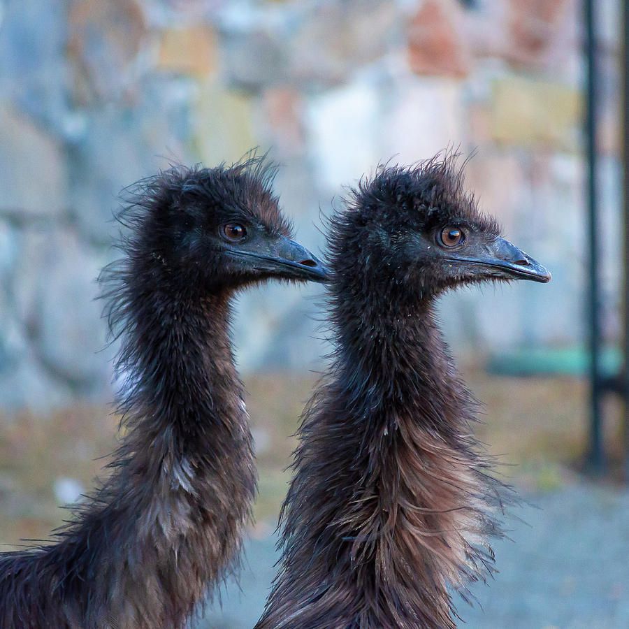 Emu Photograph - Twins by Borja Robles
