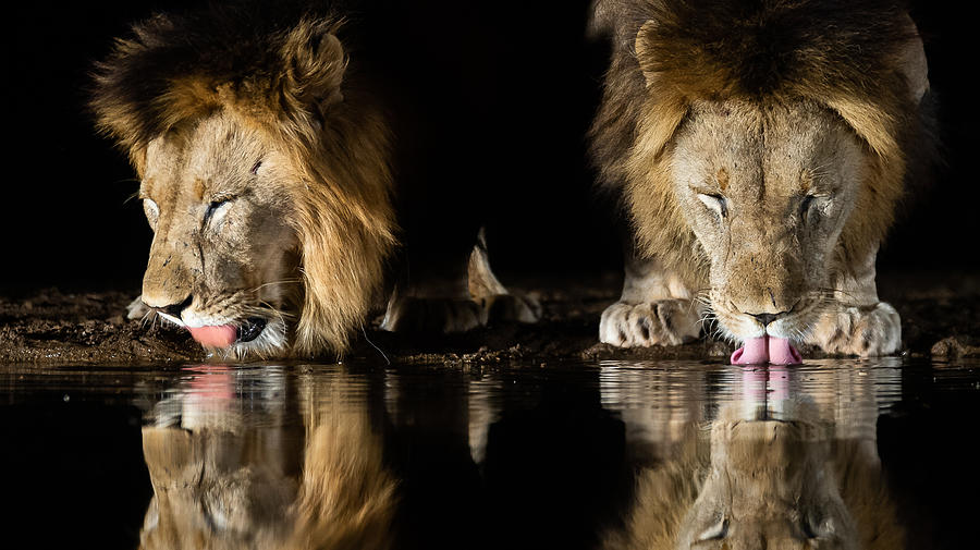Lion Photograph - Twins by Francoisventer