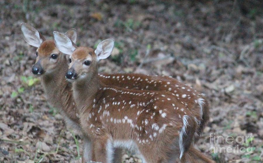 Twin Fawns Photograph by Mary Watson - Pixels