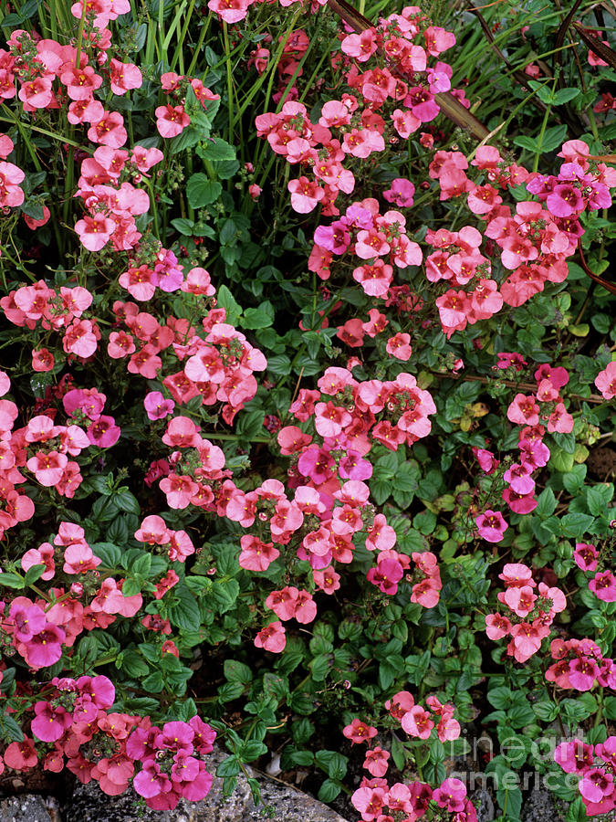 Twinspur (diascia Barberae ruby Field) Photograph by Geoff Kidd/science Photo Library