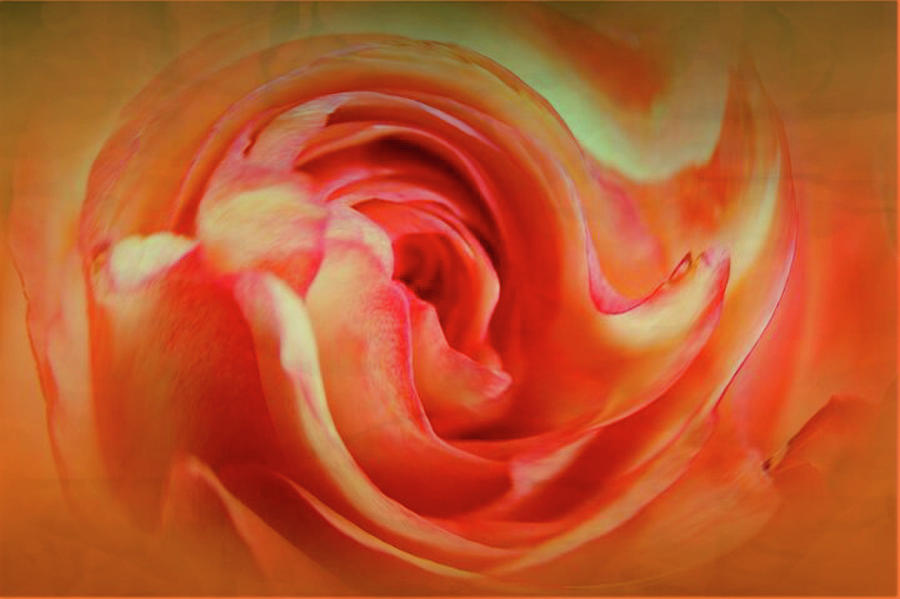 Twirling Rose Photograph