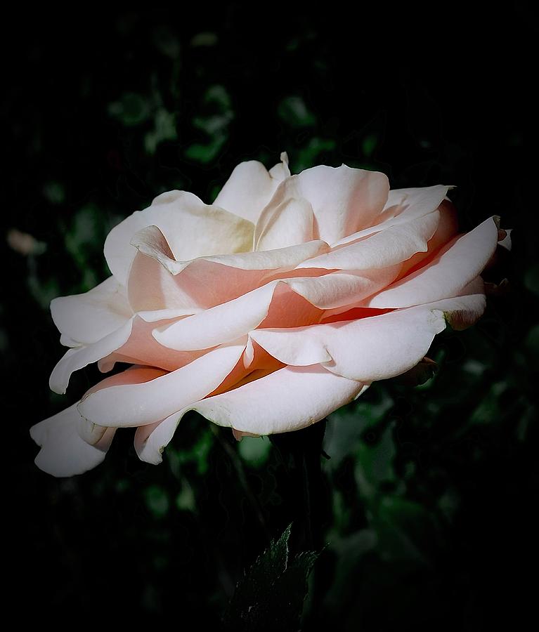 Twirling Rose Photograph by Alida M Haslett