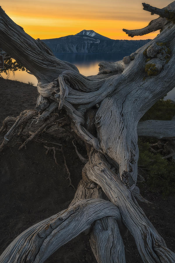 Tree Photograph - Twist by Lydia Jacobs