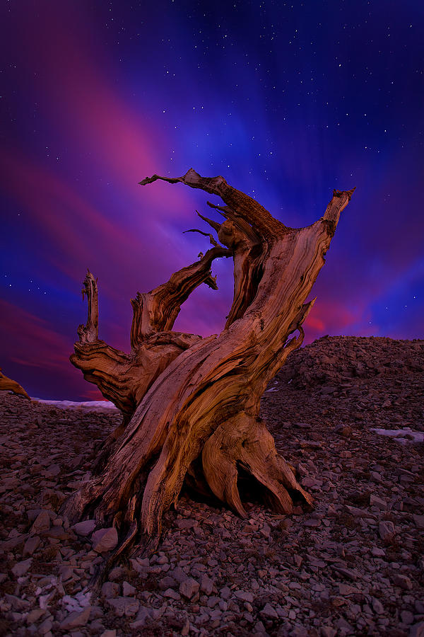 Mountain Photograph - Twisted And Ancient by Miles Morgan