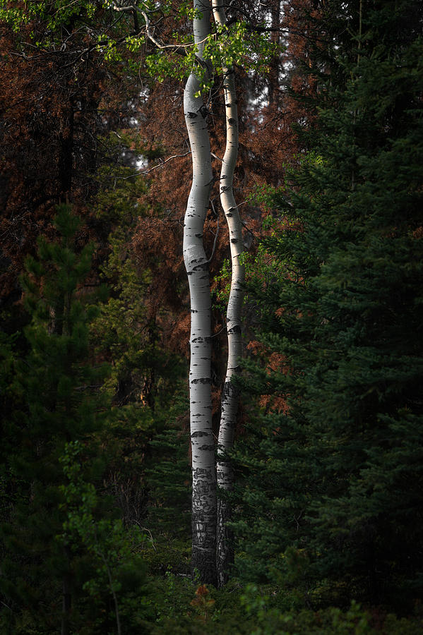Twisted Birch Trees Photograph by Matt Hammerstein
