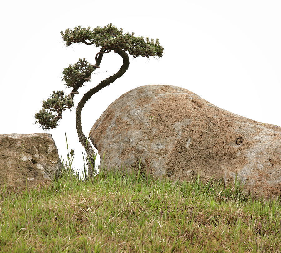 Twisted Bonsai Tree And Rocks Photograph by Douglas Macdonald