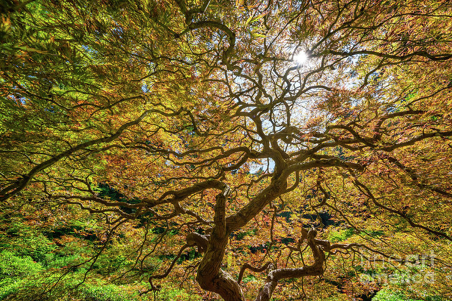 Nature Photograph - Twisted Branches  by Michael Ver Sprill