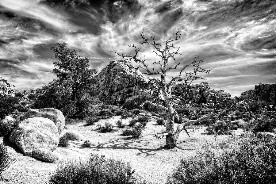 Twisted Dead Tree Photograph