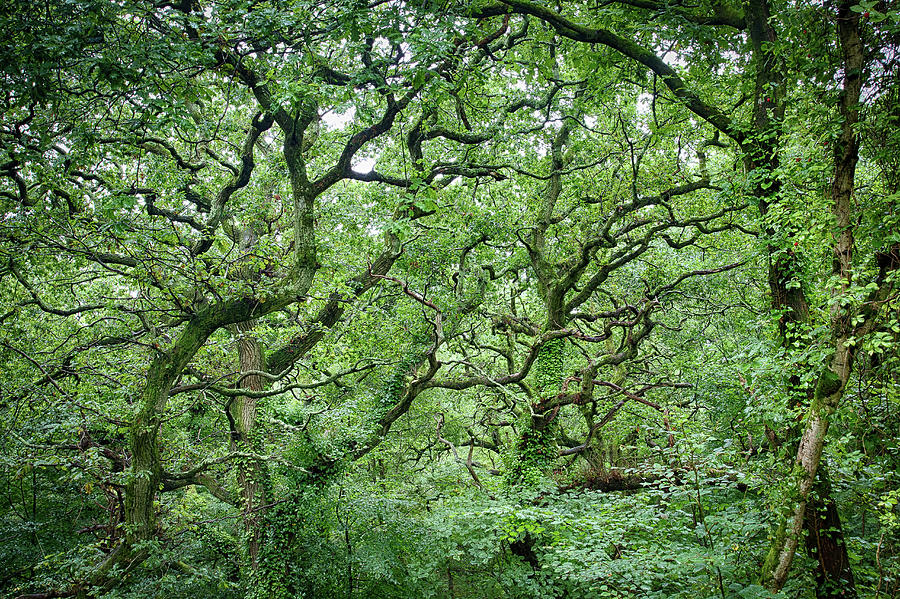 Twisted Forest Full Color by Nathan Bush Twisted Forest Full Color by Nathan Bush