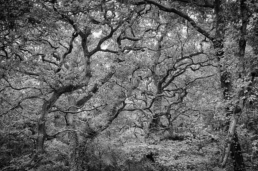 Twisted Forest by Nathan Bush Twisted Forest by Nathan Bush