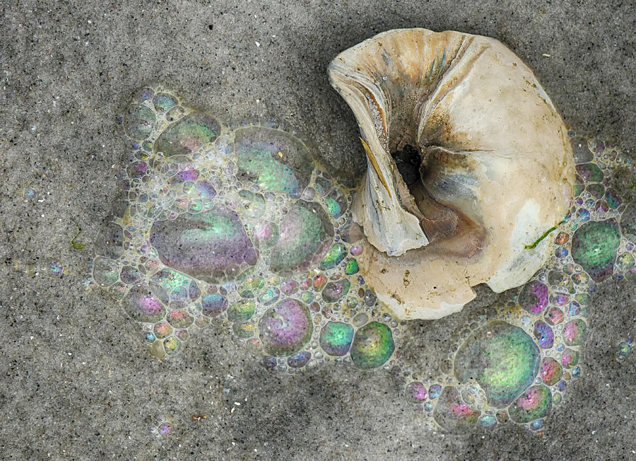 Twisted Shell and Bubbles Photograph by Cate Franklyn