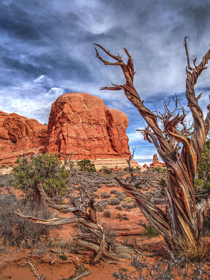 Arches National Park Photograph - Twisted Tree at Arches National Park by Mark Langford Arches National Park Photograph - Twisted Tree at Arches National Park by Mark Langford