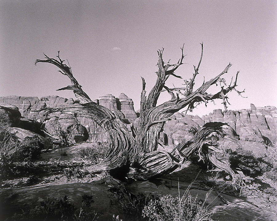 Twisted Tree By Canyon Photograph by Henri Silberman