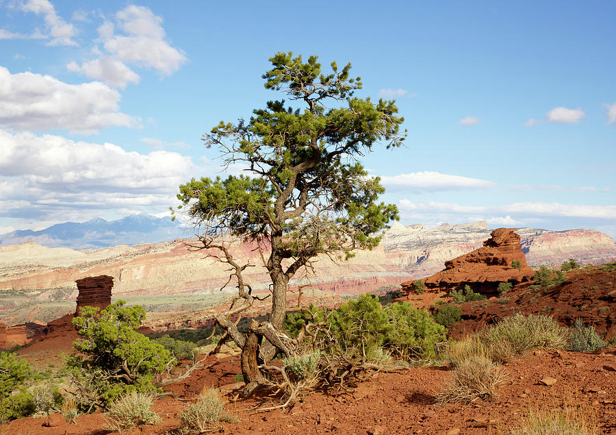 Twisted Tree In Southwest Desert Photograph by Driftless Studio