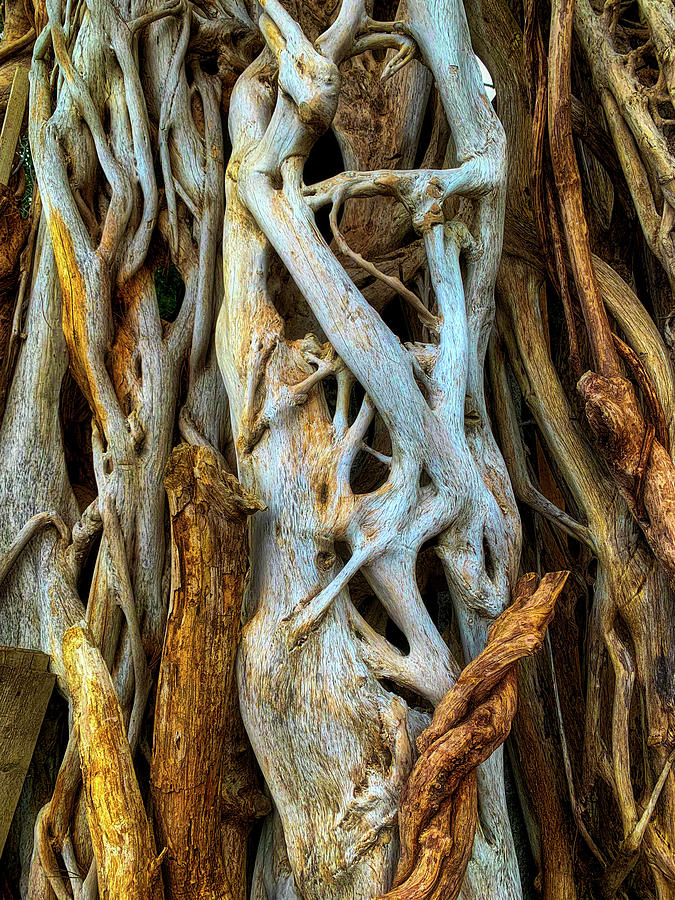 Twisted Tree Limbs Photograph by Garry Gay