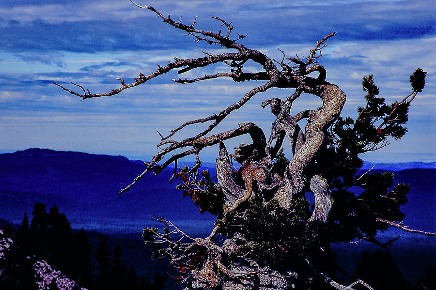 Twisted Tree Photograph by S Katz