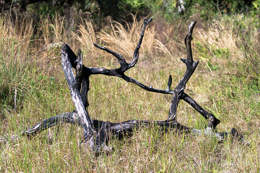 Twisted Up Tree Photograph by Valerie Cason Twisted Up Tree Photograph by Valerie Cason