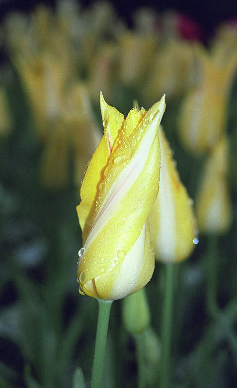 Twisted Yellow Tulip by Susie Rieple Twisted Yellow Tulip by Susie Rieple