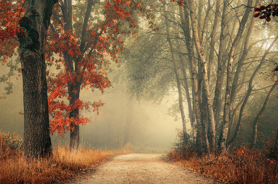 Twists of autumn Photograph by Rob Visser - Fine Art America