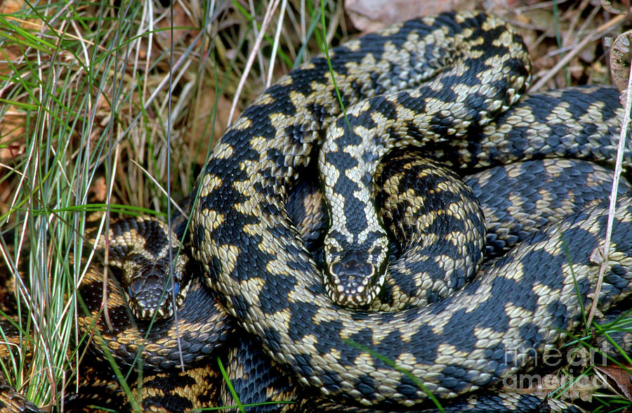 Two Adders Photograph by Leslie J Borg/science Photo Library