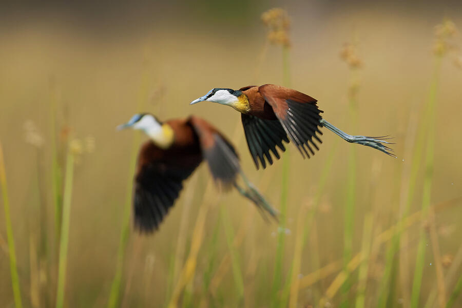 Wildlife Photograph - Two Adult African Jacanas Flying Over Reedbeds, Selinda by Neil Aldridge / Naturepl.com