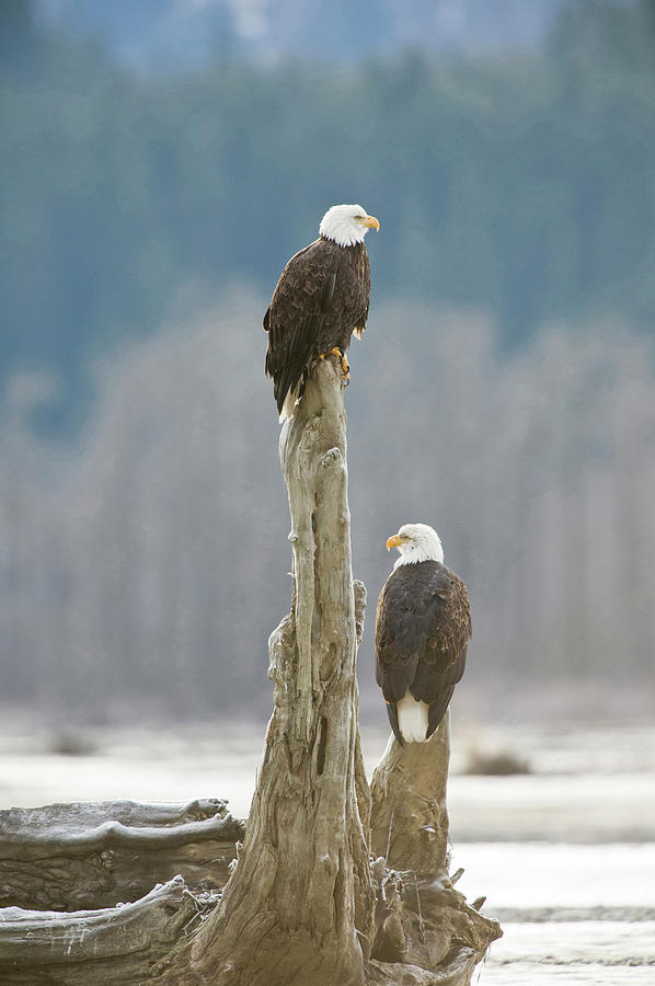 Two Adult Bald Eagles Photograph by William Mullins