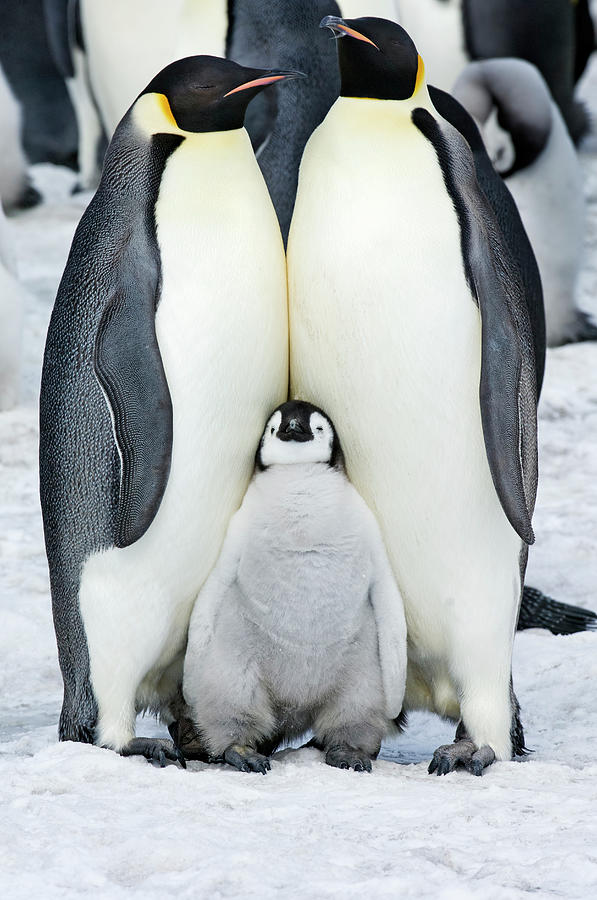 Two Adult Emperor Penguins And A Baby Photograph by Mint Images - David Schultz