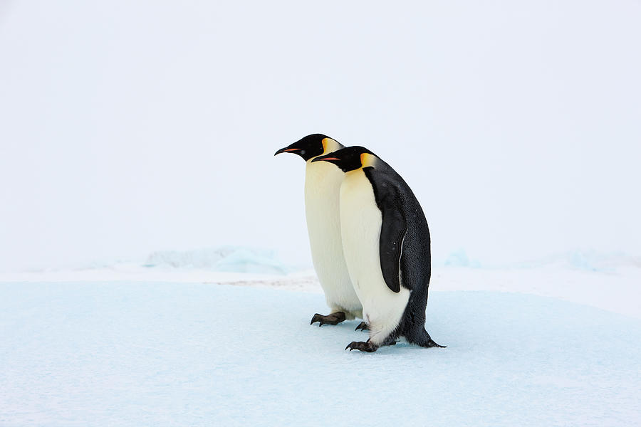 Two Adult Emperor Penguins Standing By Thomas Kokta