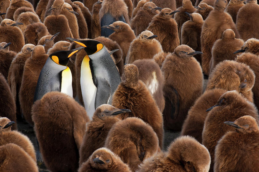 Two Adult King Penguins In A Breeding Photograph by Mint Images - Art Wolfe
