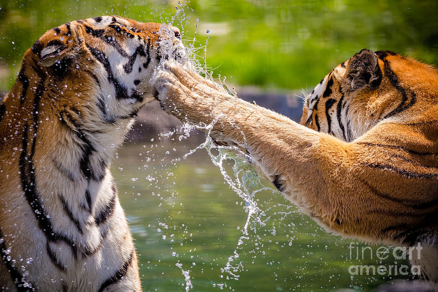 Play Photograph - Two Adult Tigers At Play In The Water by Jfunk