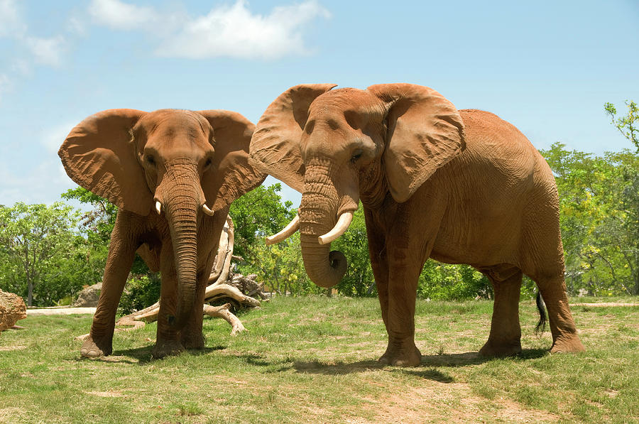 Two African Elephants Photograph by Texphoto