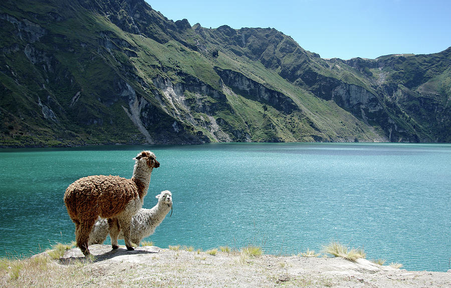 Two Alpacas At Laguna Quilotoa Photograph by Photography By Jessie Reeder