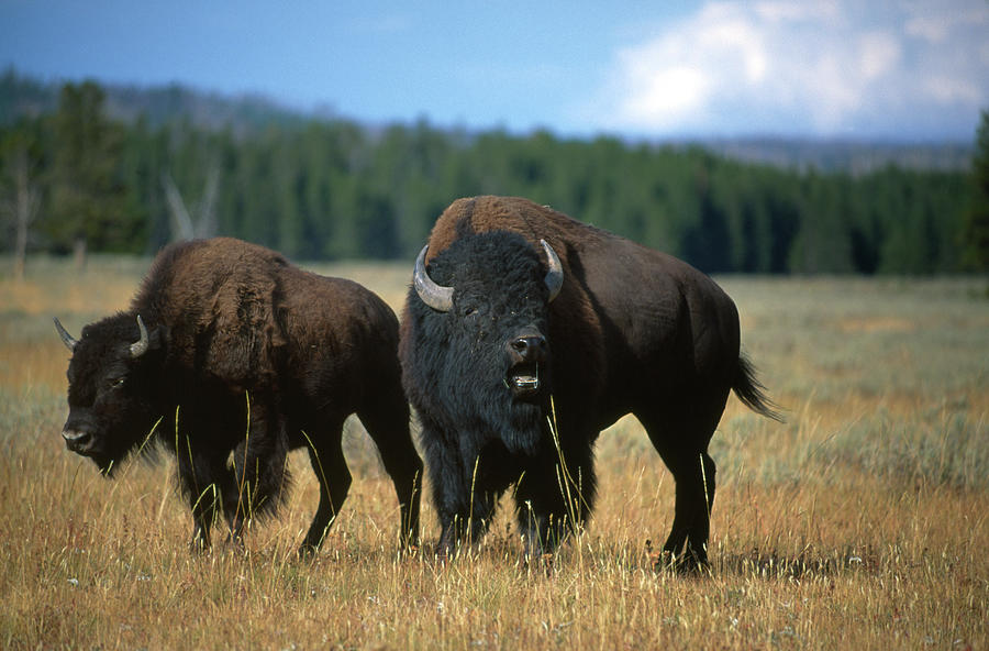 Two American Bison On The Grassy Plains Photograph by Gomezdavid Two American Bison On The Grassy Plains Photograph by Gomezdavid