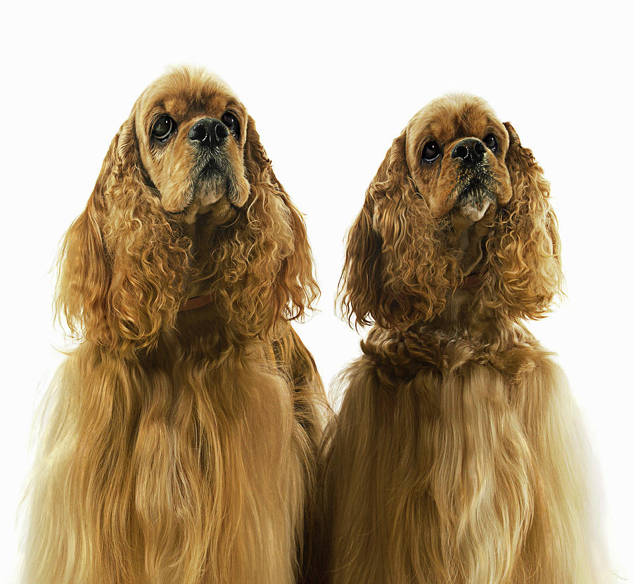 Two American Cocker Spaniels Side By Photograph by Gandee Vasan